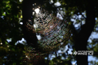 蜘蛛の網光環