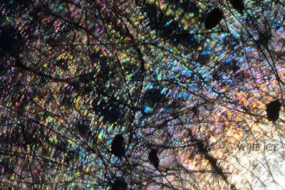 スモークツリー光環