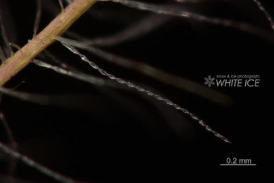 スモークツリー光環