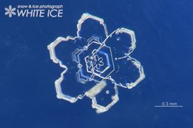 巻込骸晶付六花