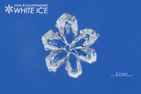 巻込骸晶付六花